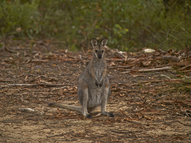 Dunn's Swamp, Wallaby